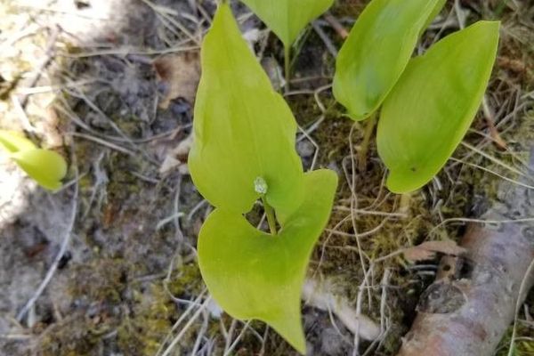 Threeleaf false lily of the valley
