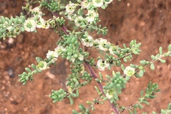Eastern cottonbush
