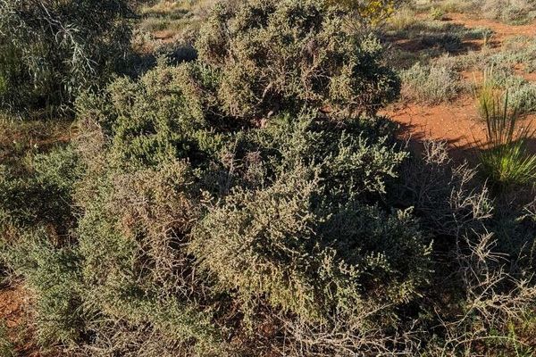 Sagobush