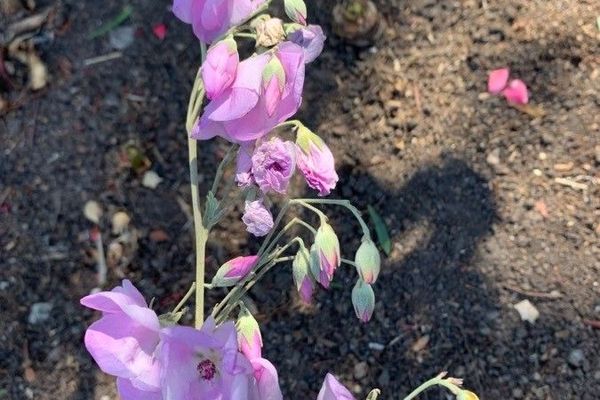 Sant cruz island bush-mallow