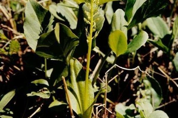 White adder's-mouth orchid