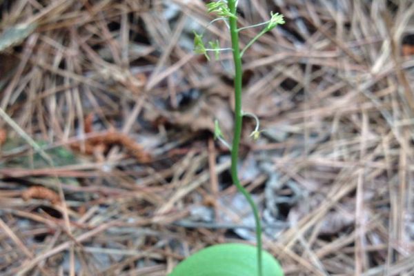 Green adder's-mouth
