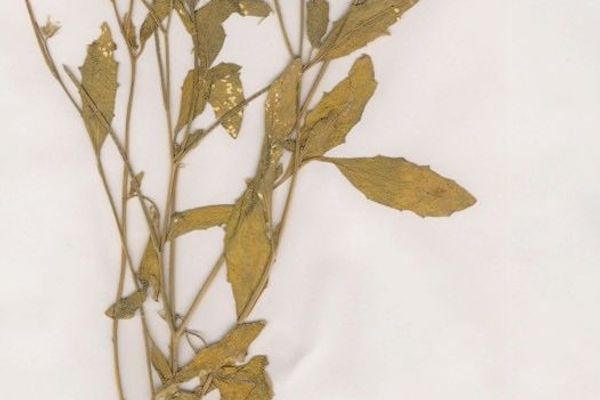 African mustard