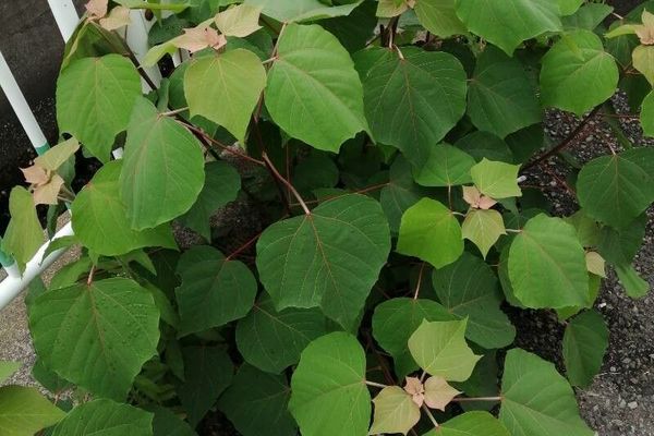 Mallotus japonicus