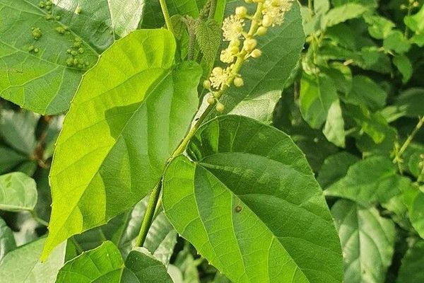 Mallotus oppositifolius