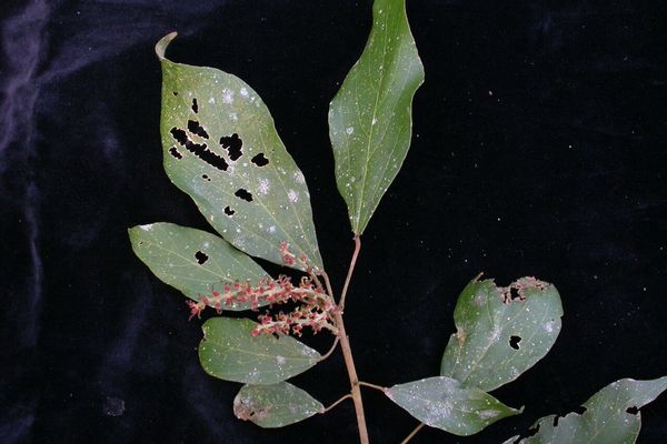 Kamala tree