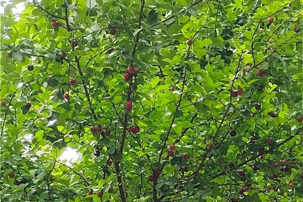 Wild crapemyrtle