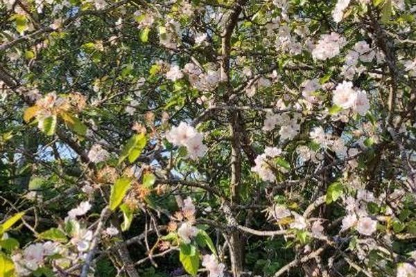 Sweet crab apple