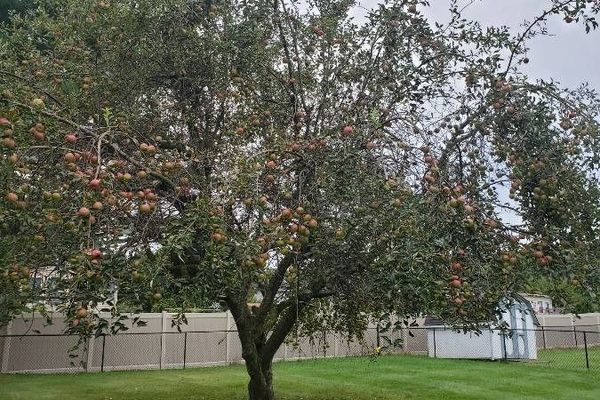 Paradise apple
