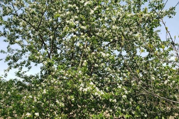 European crab apple