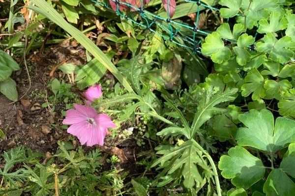 Greater musk mallow