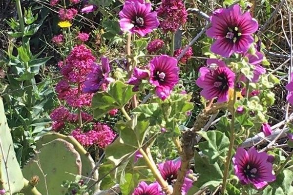 Tree mallow