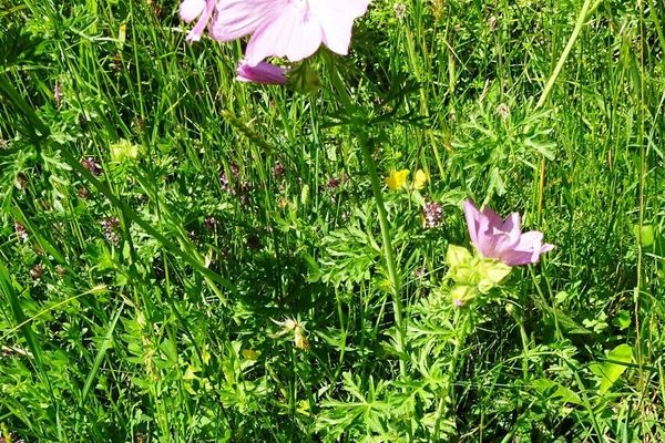 Musk mallow
