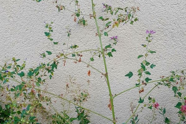 Cretan tree-mallow