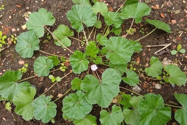 Common mallow