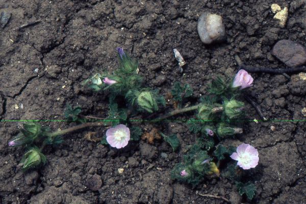 Mallow-of-nice