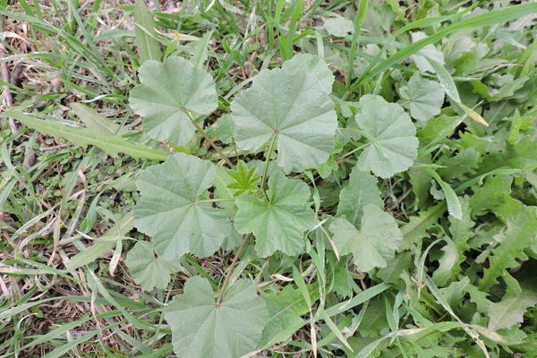 Dwarf mallow