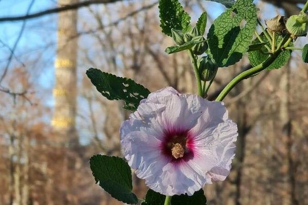 Sea mallow