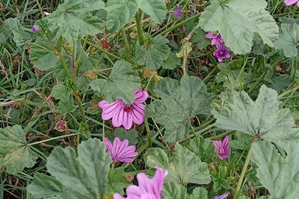Blue mallow