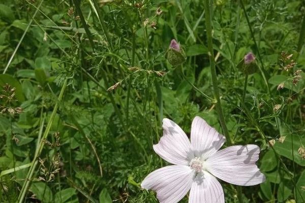 Malva tournefortiana