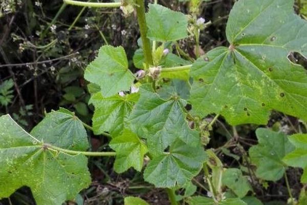 Whorled mallow