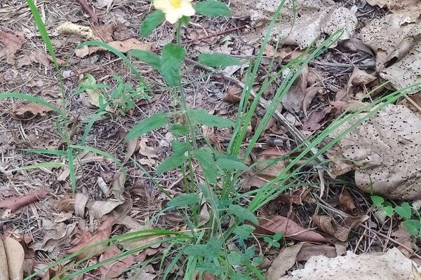 Broomweed