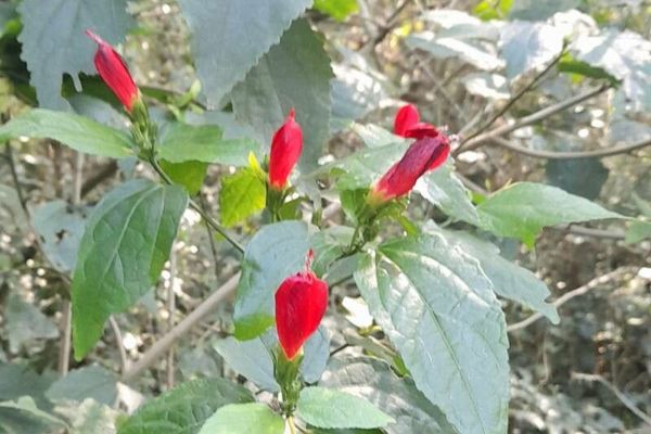 Turk's-cap