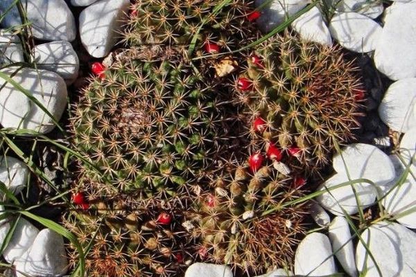 Ball cactus