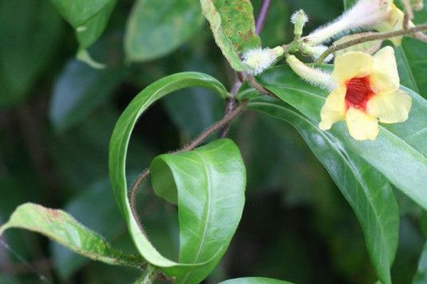Savannah flower