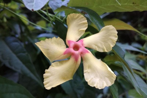 Mandevilla subsagittata