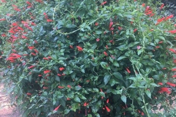 Manettia cordifolia