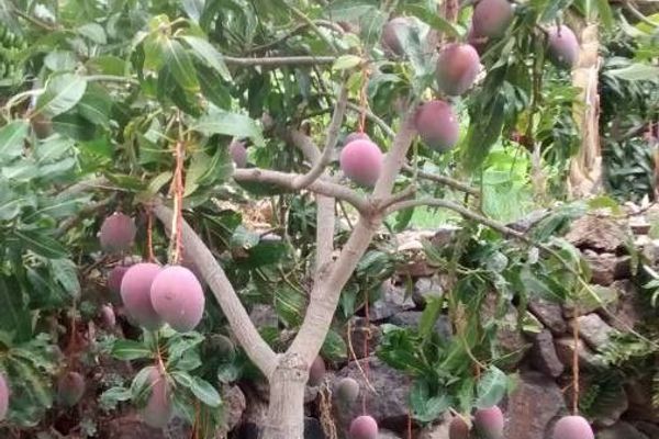 Common mango