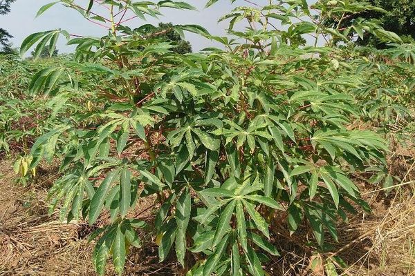Cassava