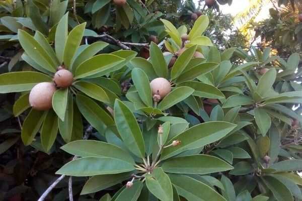 Sapodilla