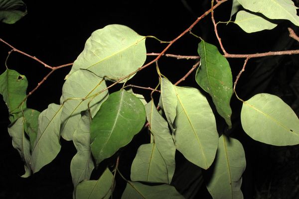 Maprounea guianensis