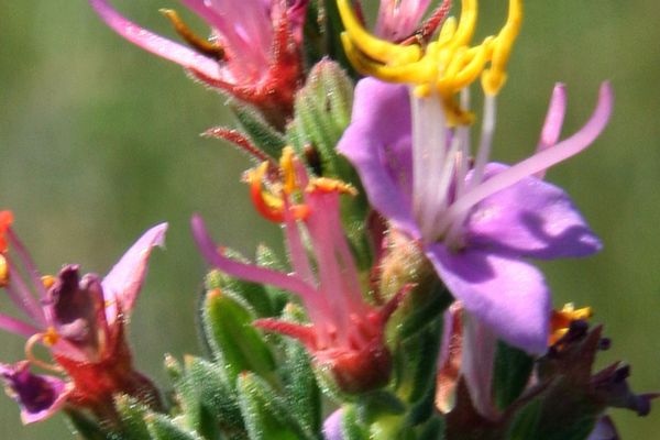 Marcetia taxifolia