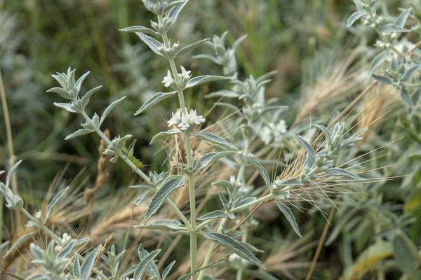 Horehound