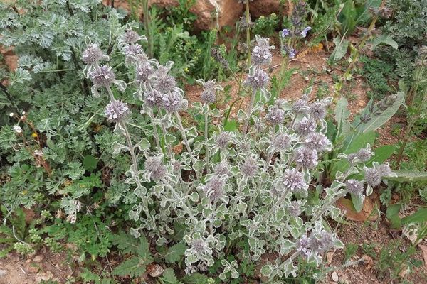 Horehound