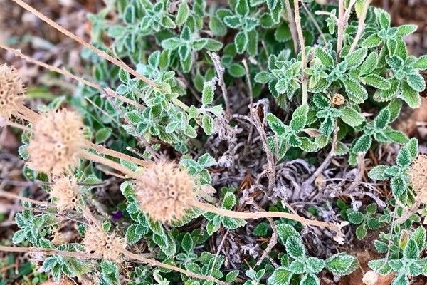 Horehound