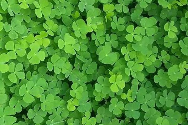European water-clover