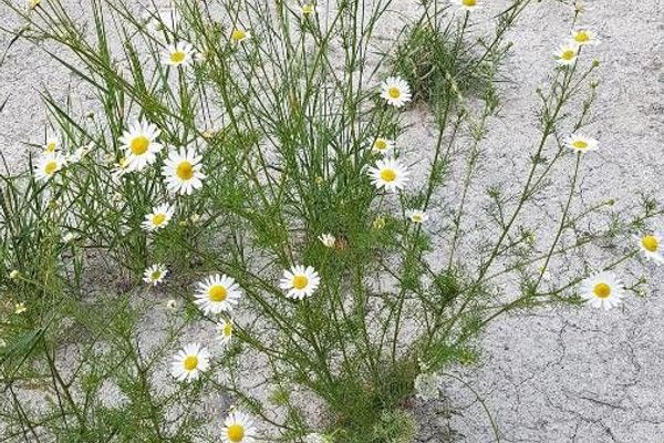 German chamomile