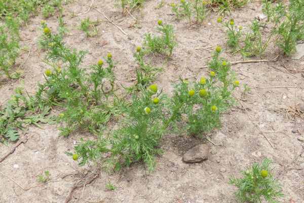 Disc mayweed