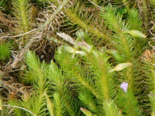 Stream bogmoss