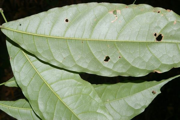 Mayna odorata