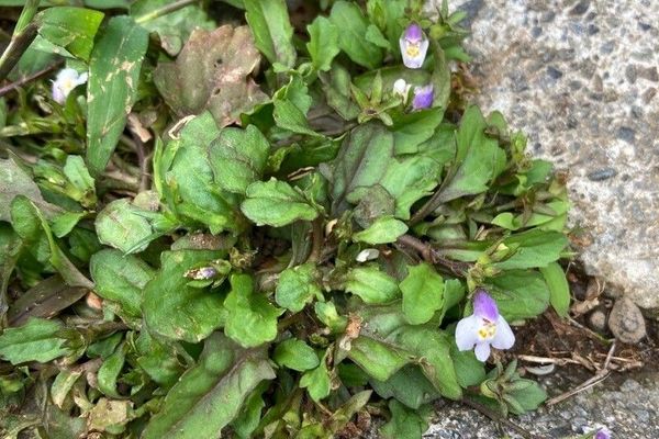 Japanese mazus