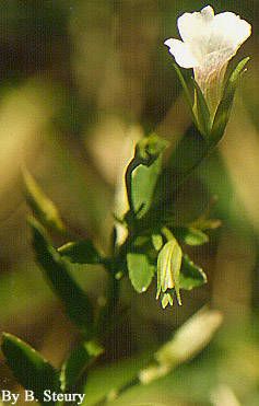 Axilflower