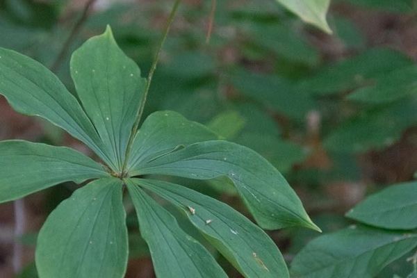 Indian cucumber