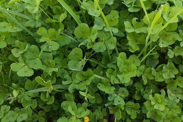 Spotted bur-clover
