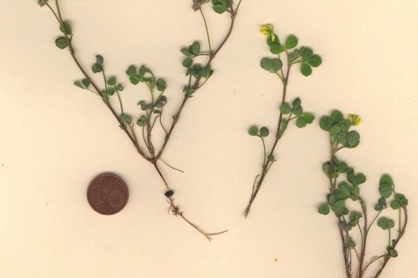 Medicago coronata