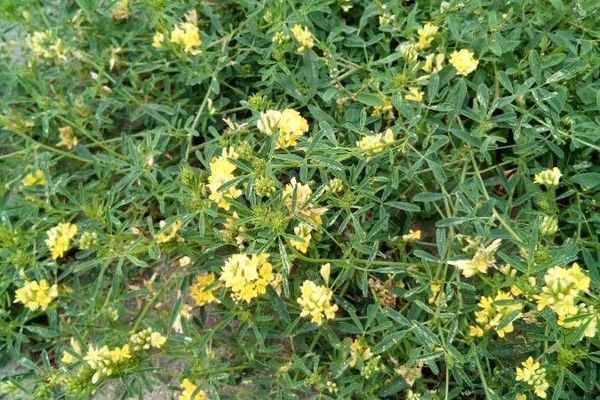 Yellow alfalfa